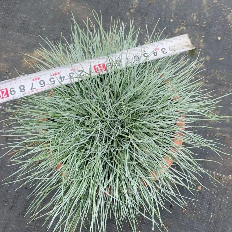 2302基地供应蓝羊茅盆栽袋苗量大价优现货直销