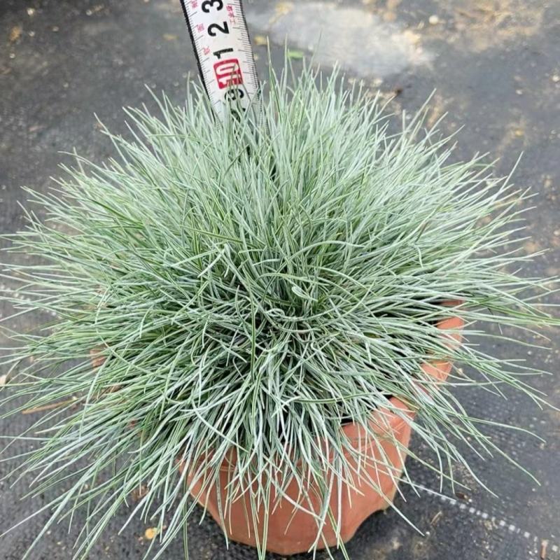 2302基地供应蓝羊茅盆栽袋苗量大价优现货直销