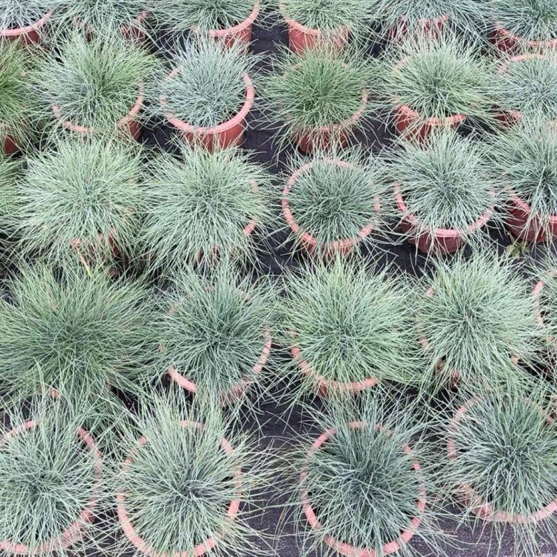 2302基地供应蓝羊茅盆栽袋苗量大价优现货直销