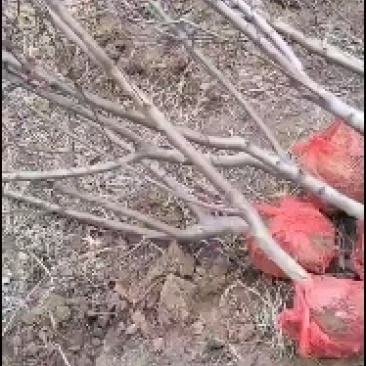 三公分锦绣黄桃，带土球起苗