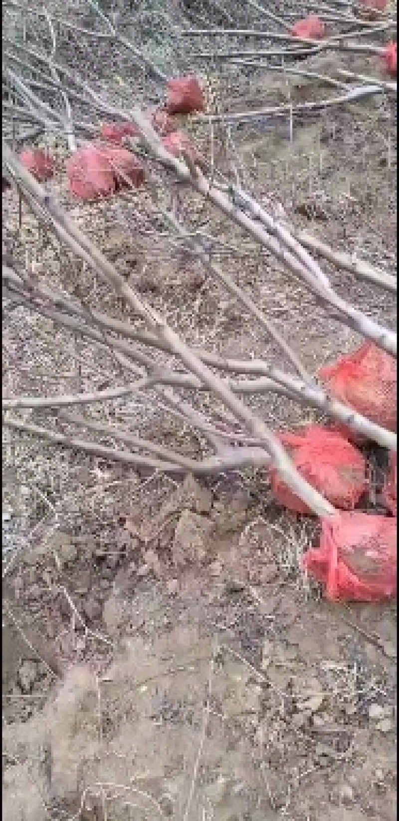 三公分锦绣黄桃，带土球起苗