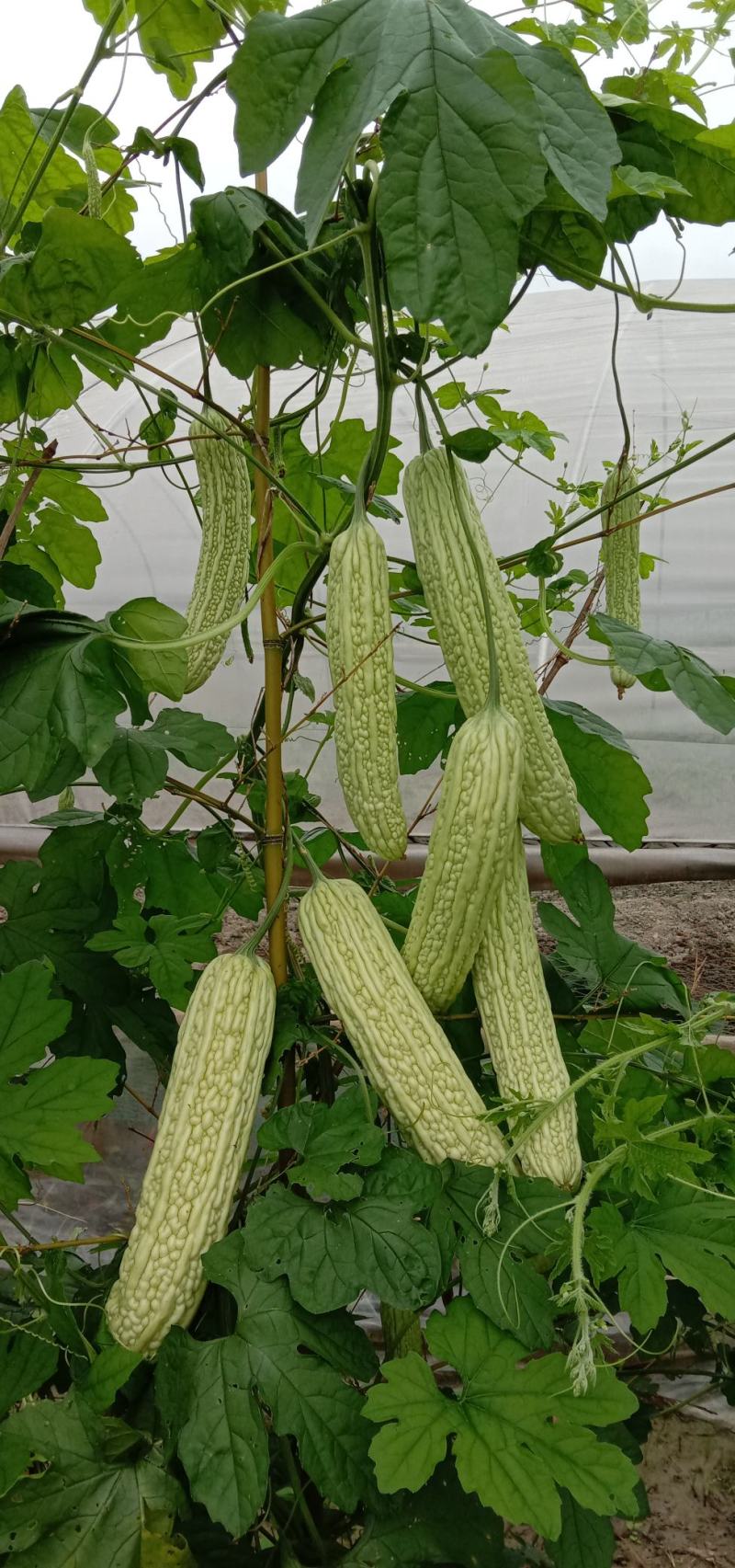 湖南辣椒苗湘研15号牛角椒苗香辣长线椒苗朝天椒螺丝椒苗