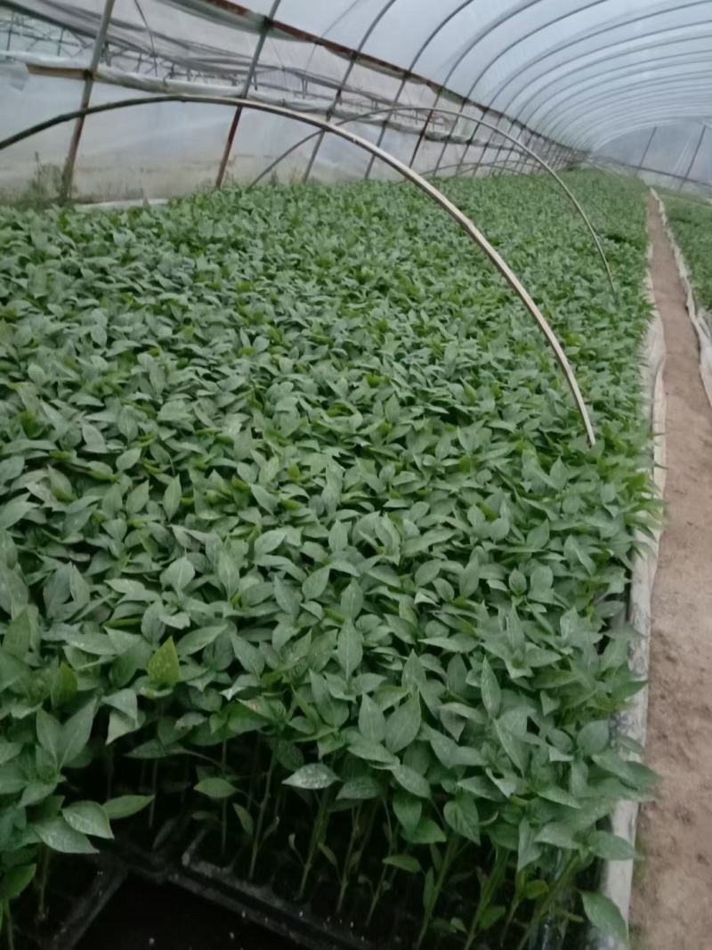 湖南辣椒苗湘研15号牛角椒苗香辣长线椒苗朝天椒螺丝椒苗