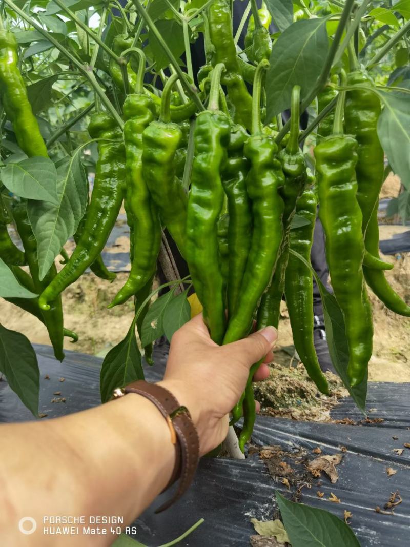 湖南辣椒苗湘研15号牛角椒苗香辣长线椒苗朝天椒螺丝椒苗