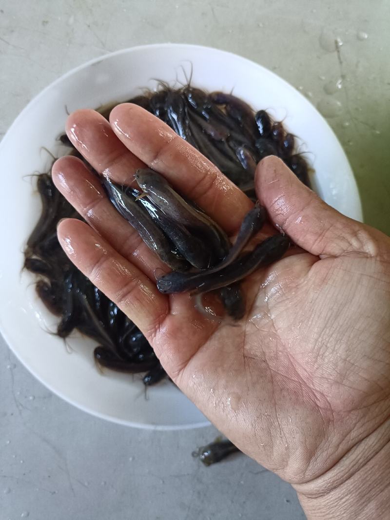 塘虱鱼苗，塘角鱼苗