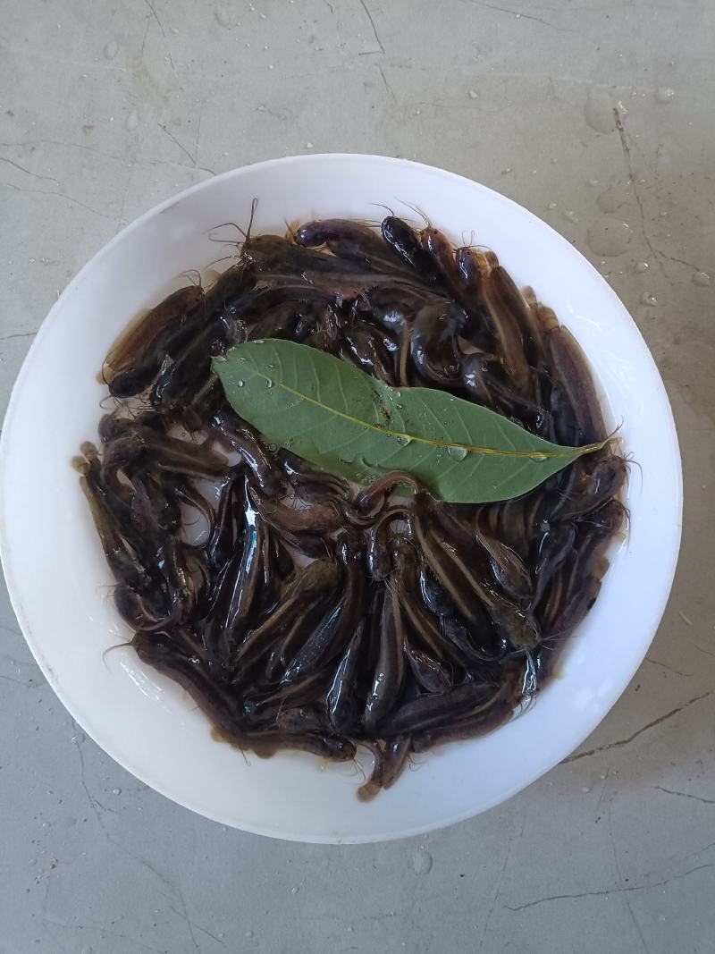 塘虱鱼苗，塘角鱼苗