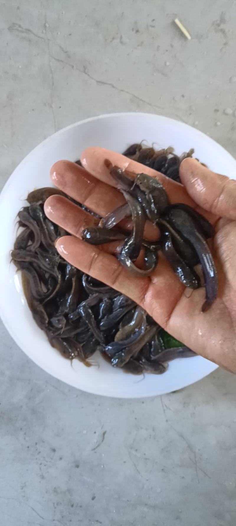 塘虱鱼苗，塘角鱼苗