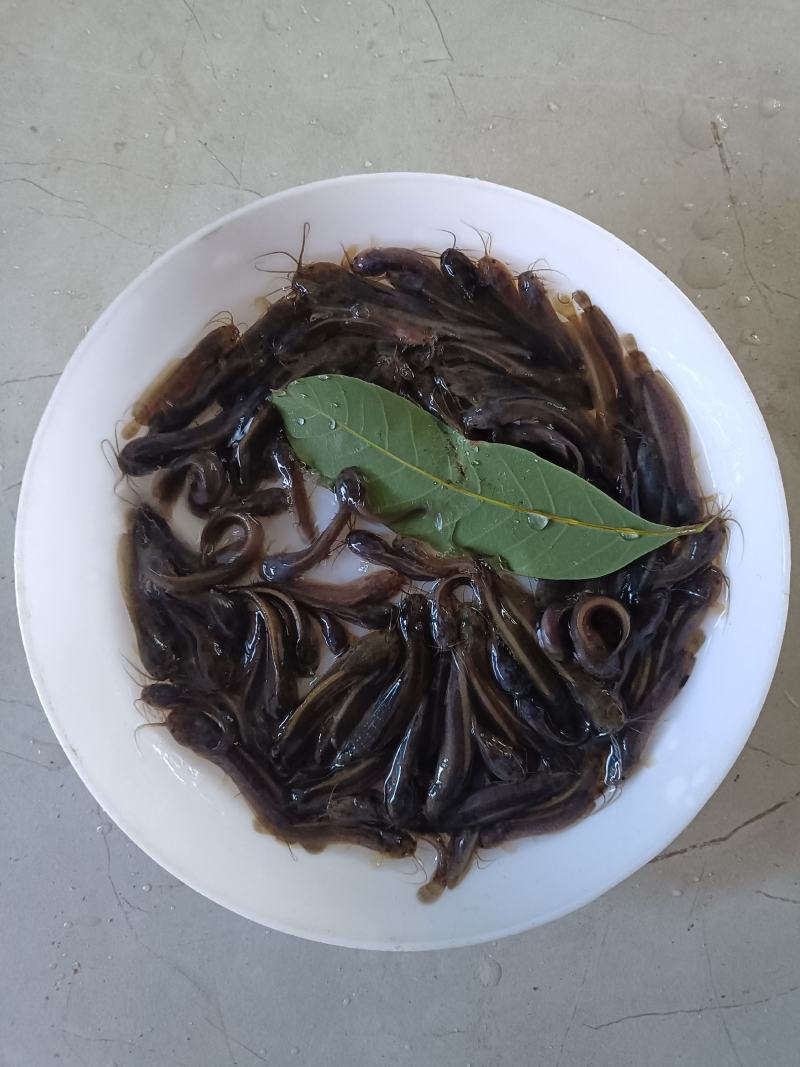 塘虱鱼苗，塘角鱼苗