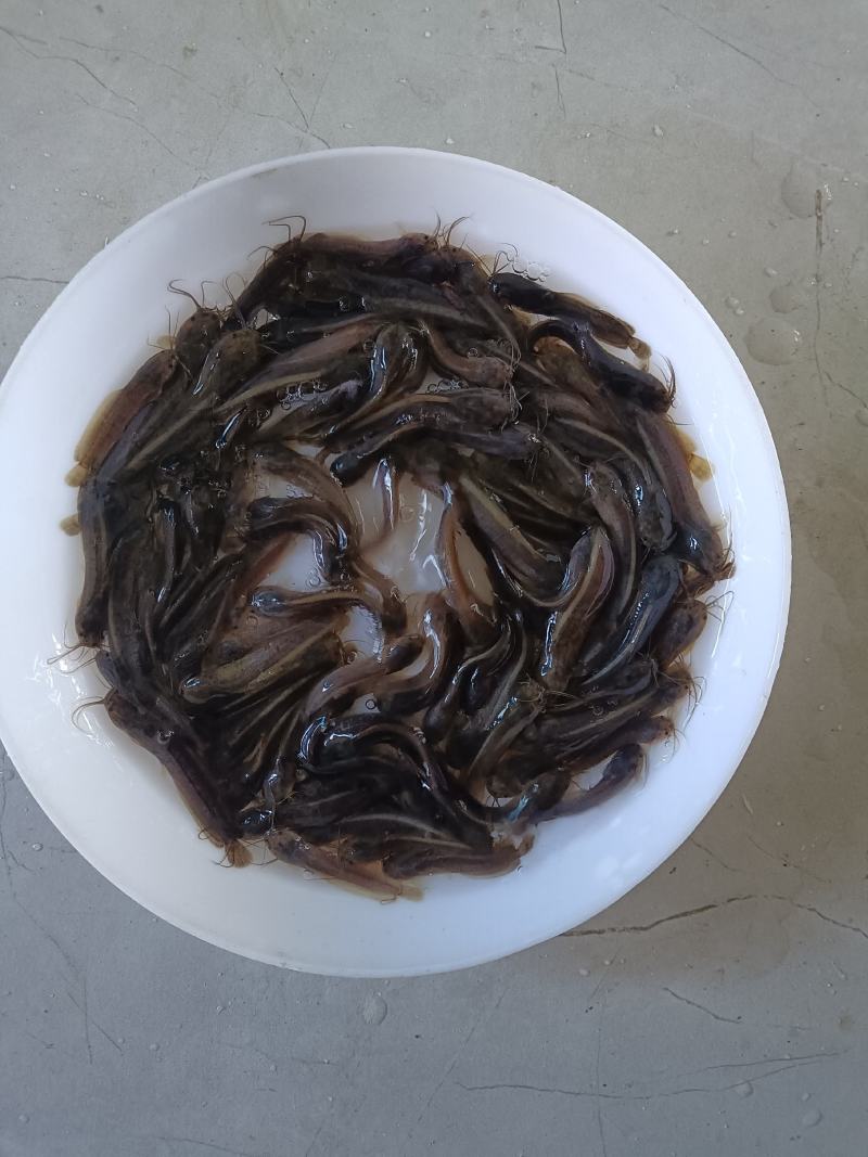 塘虱鱼苗，塘角鱼苗