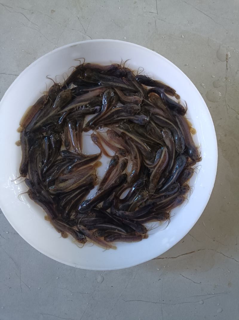 塘虱鱼苗，塘角鱼苗