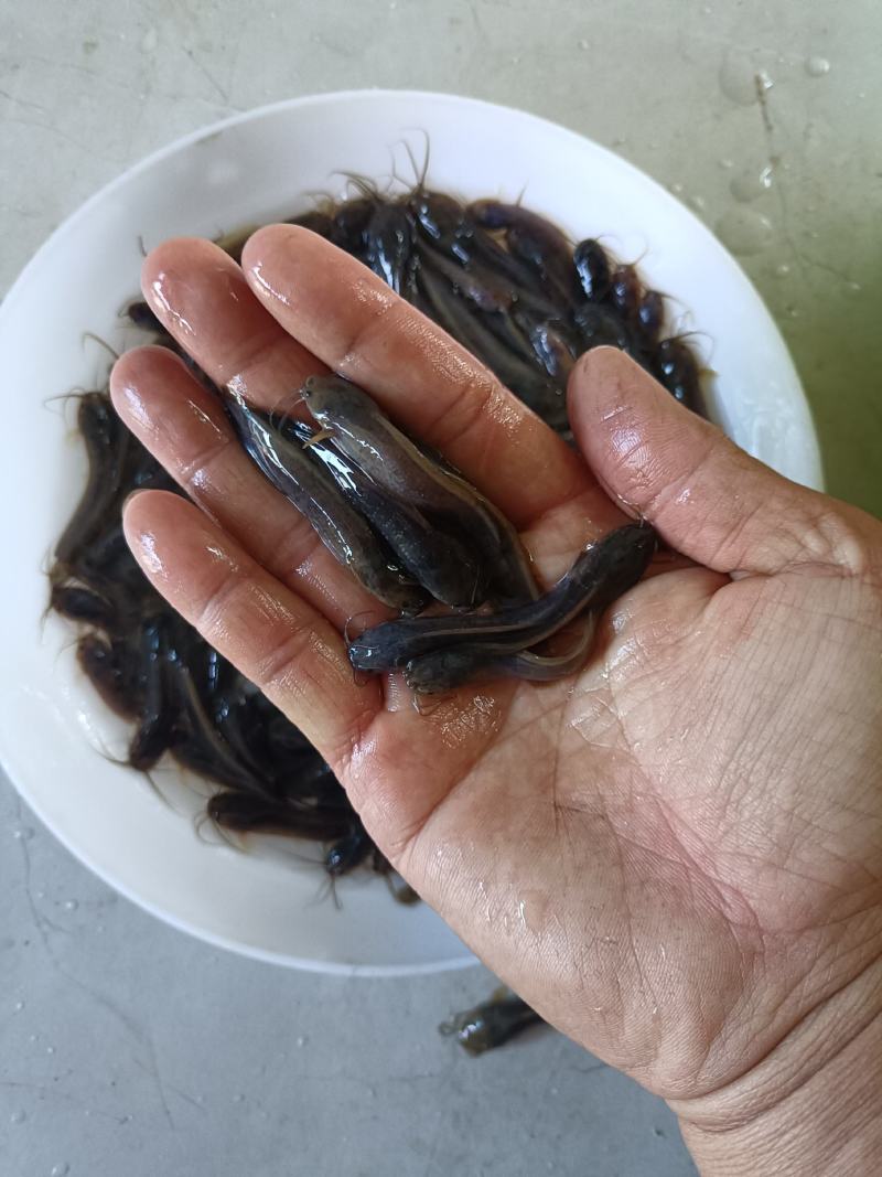 塘虱鱼苗，塘角鱼苗
