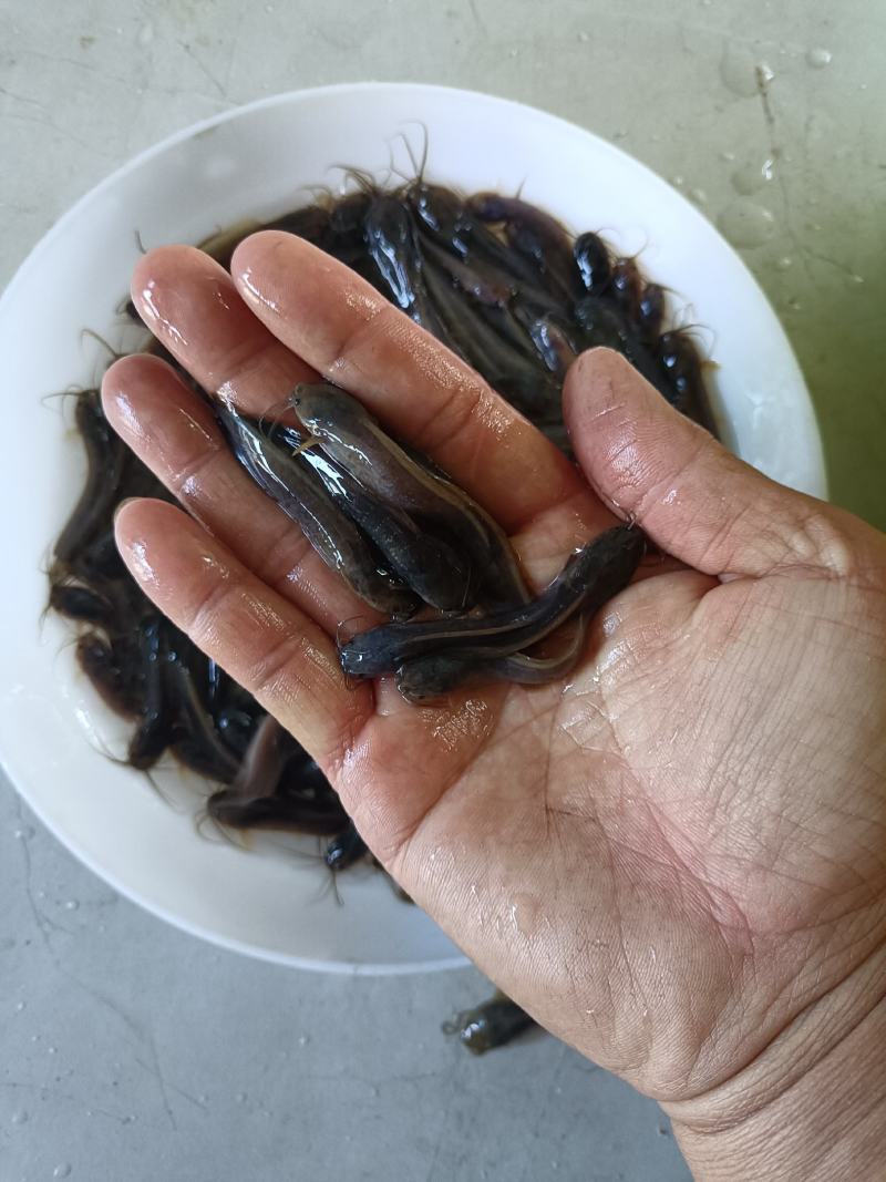 塘虱鱼苗，塘角鱼苗
