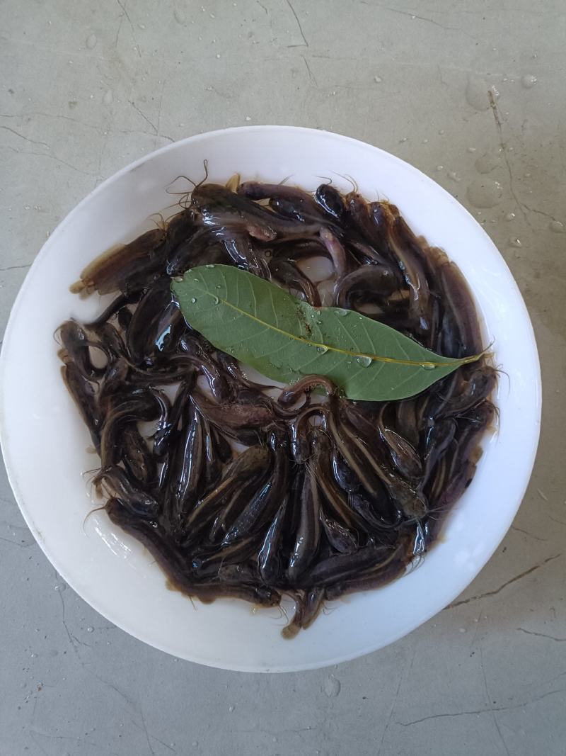 塘虱鱼苗，塘角鱼苗