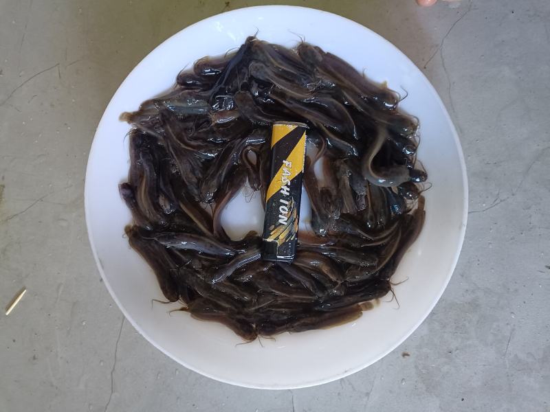 塘虱鱼苗，塘角鱼苗