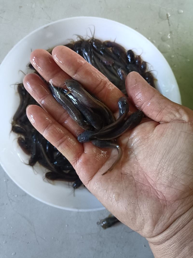 塘虱鱼苗，塘角鱼苗