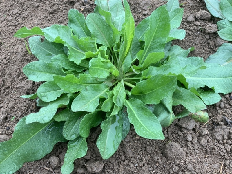 食叶草福建晋江基地直供质量保证一手货源欢迎订购