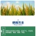 水稻灌浆肥水稻专用高产叶面肥稻黄金分蘖多返青快抗倒伏生根