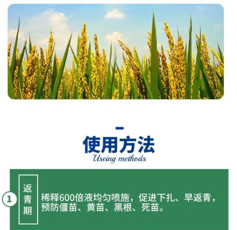 水稻灌浆肥水稻专用高产叶面肥稻黄金分蘖多返青快抗倒伏生根