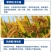 水稻灌浆肥水稻专用高产叶面肥稻黄金分蘖多返青快抗倒伏生根