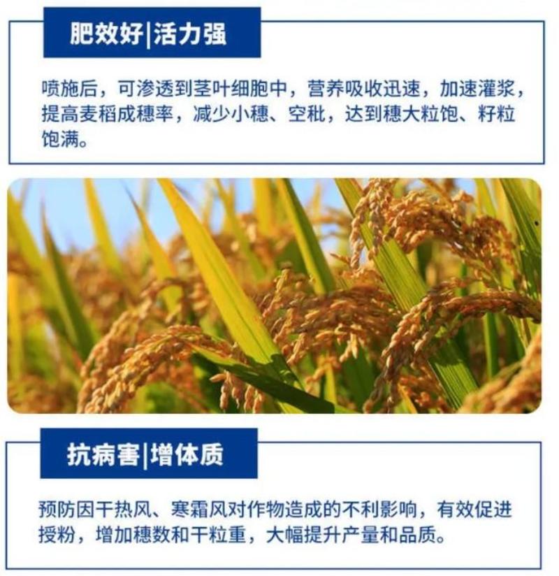 水稻灌浆肥水稻专用高产叶面肥稻黄金分蘖多返青快抗倒伏生根