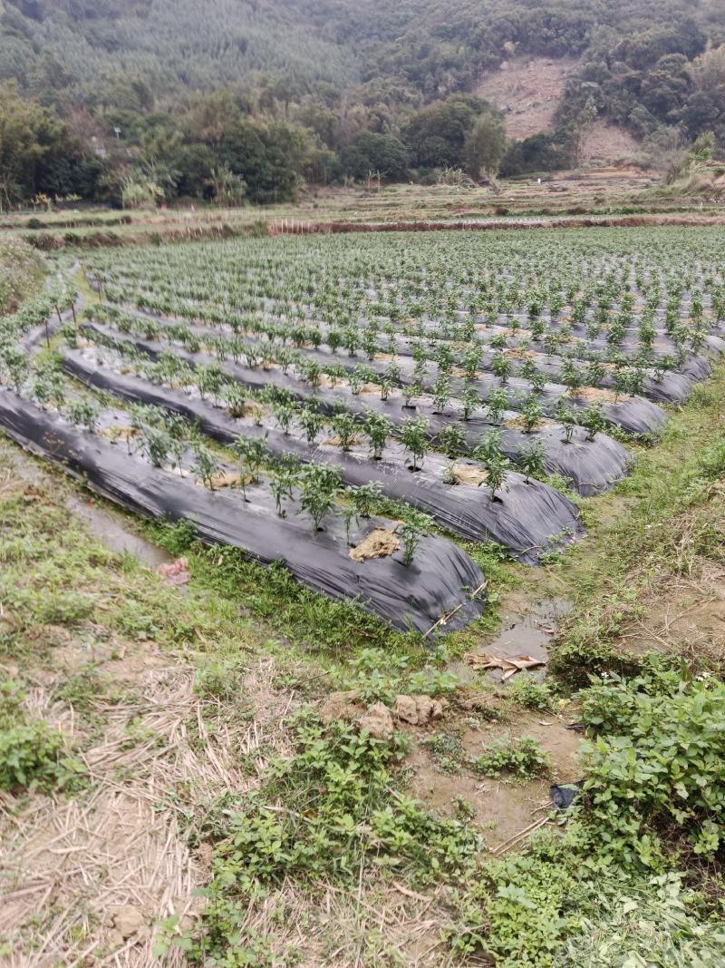 广西省钦州鲜辣椒产地货愿充足可直发全國