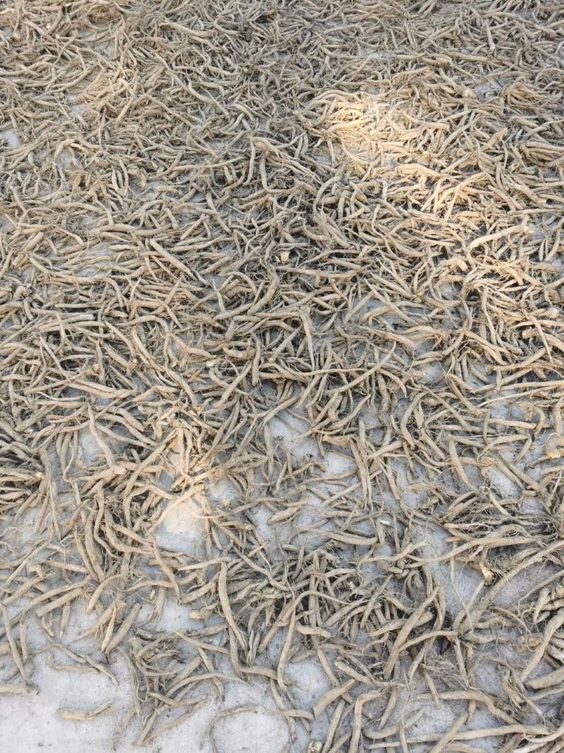 续断根干货云南中药材中药材