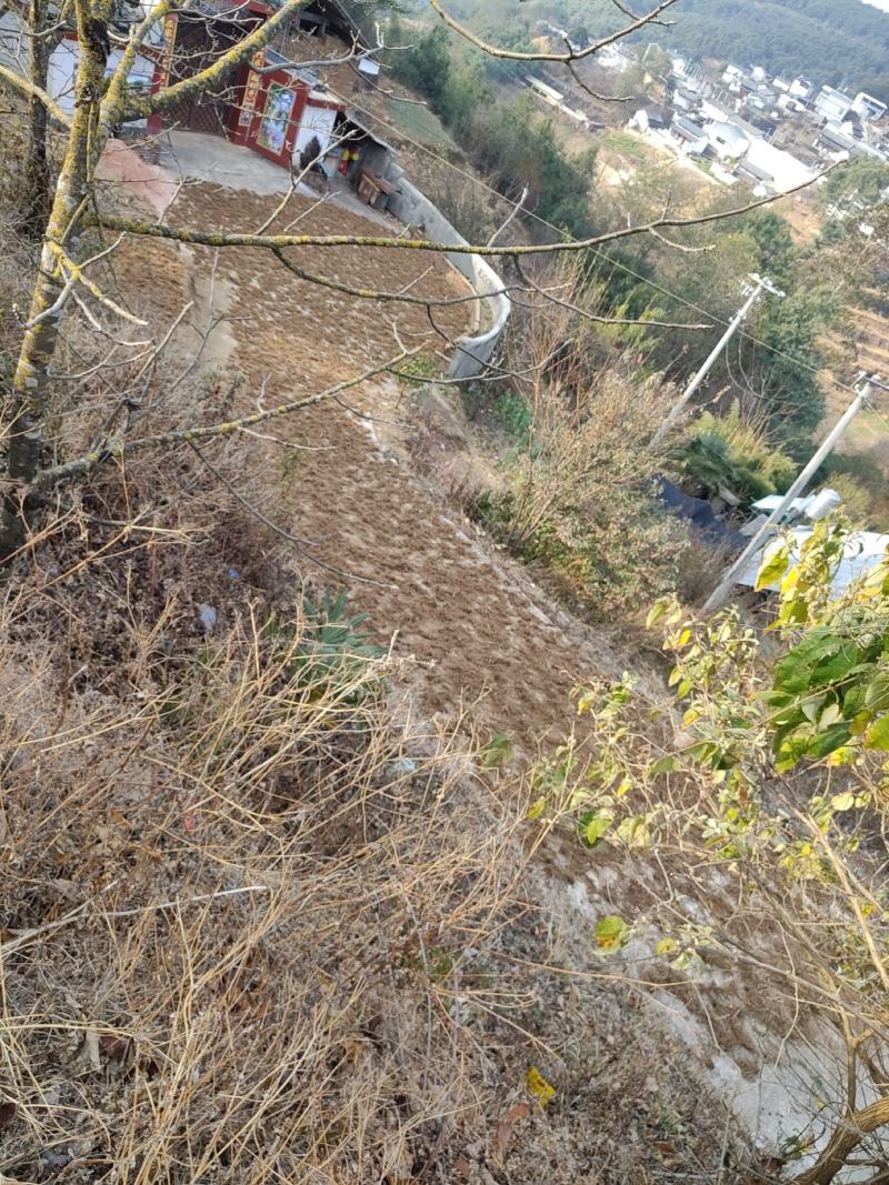 续断根干货云南中药材中药材