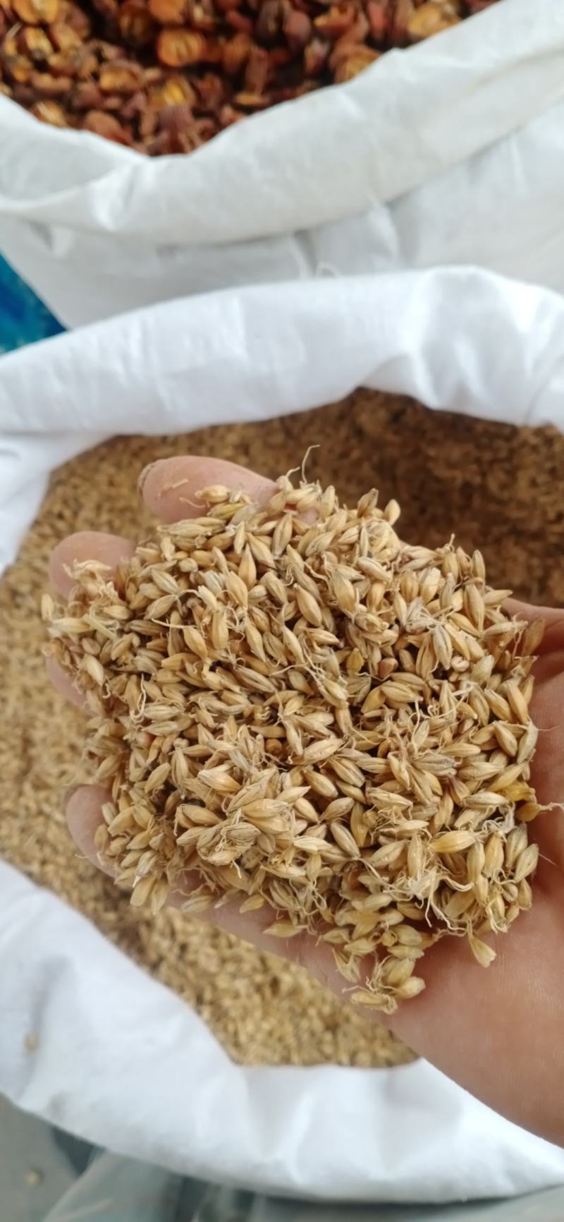 【麦芽】产地山东一手货源大货供应.规格齐全量大优惠