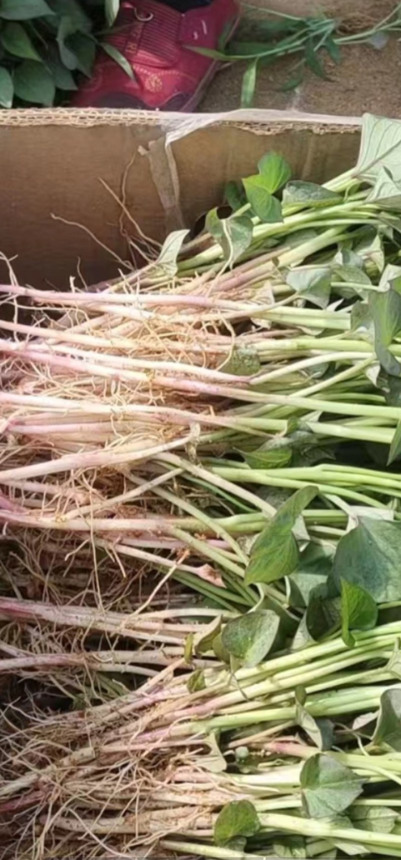 地瓜苗波哥育苗基地，品质保证好，原种脱毒红薯育苗，成活好