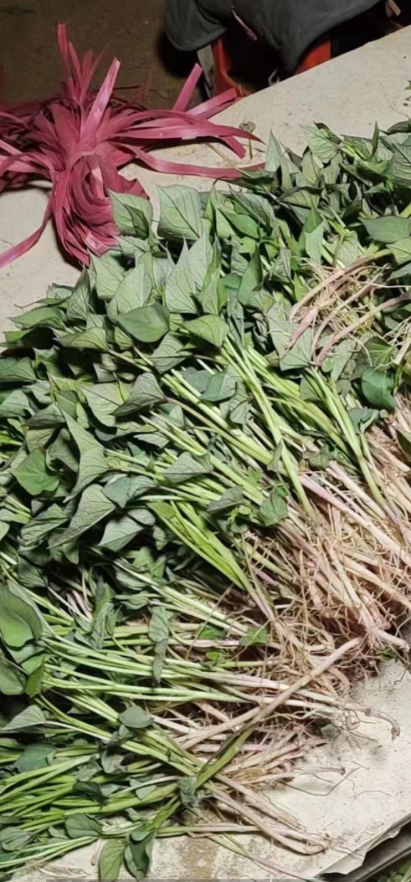 地瓜苗波哥育苗基地，品质保证好，原种脱毒红薯育苗，成活好