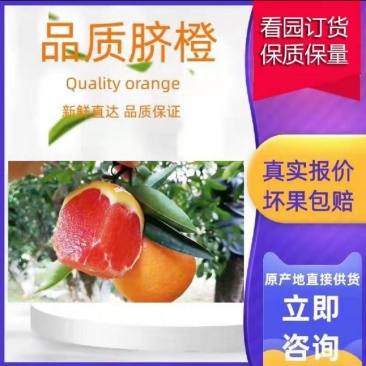 秭归脐橙中华红橙血橙/果园直供/全国发货坏果包赔