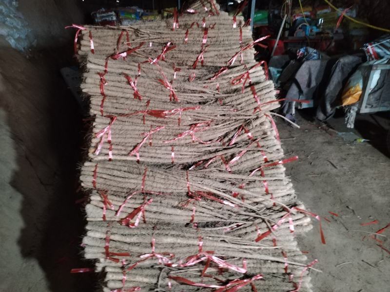 铁棍山药