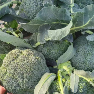 西兰花🥦