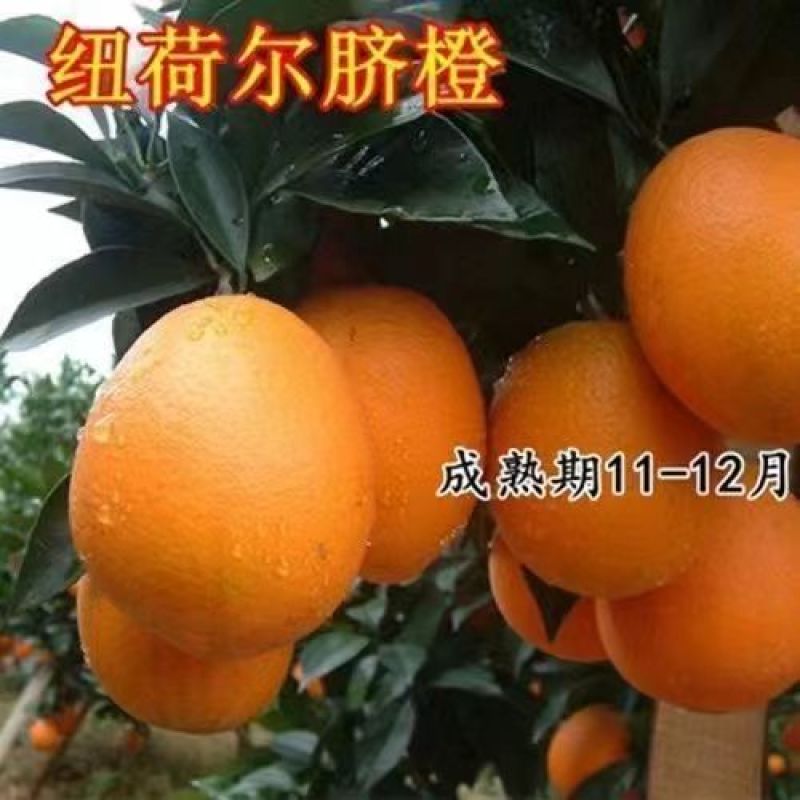 纽荷尔脐橙血橙苗各有特色风味高产易管理欢迎选购