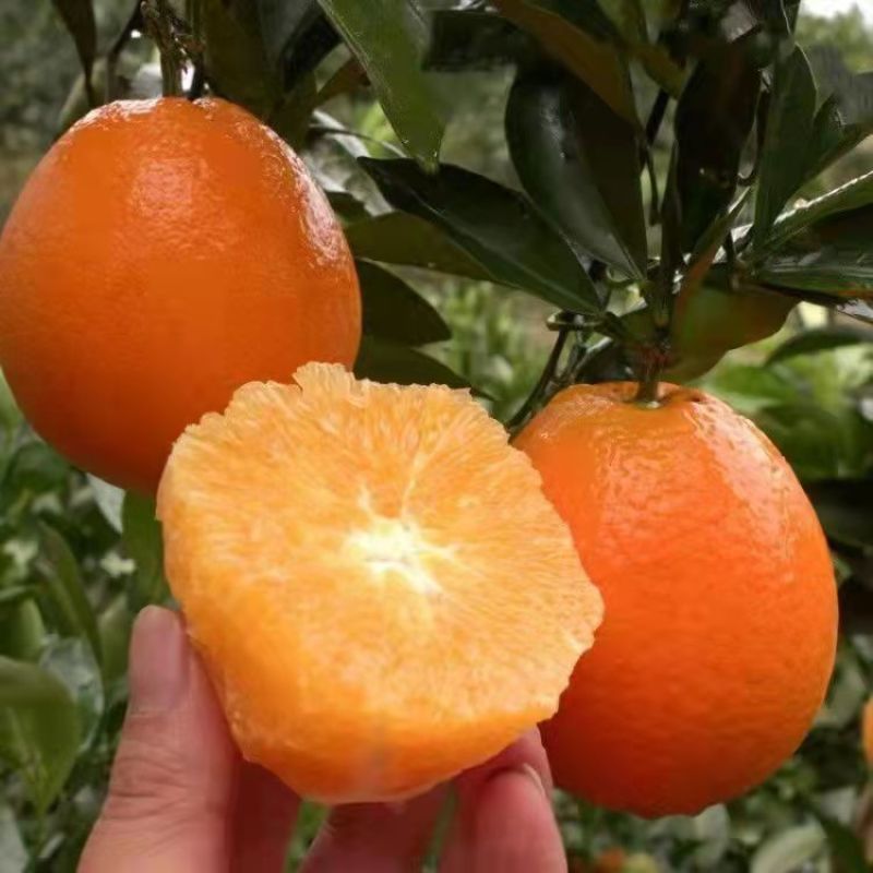 纽荷尔脐橙血橙苗各有特色风味高产易管理欢迎选购