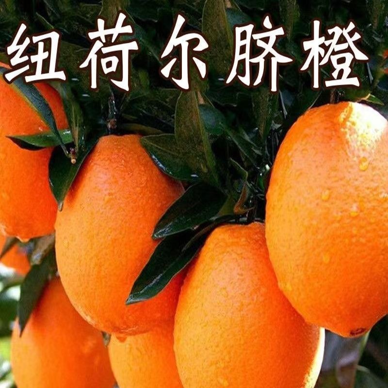 纽荷尔脐橙血橙苗各有特色风味高产易管理欢迎选购