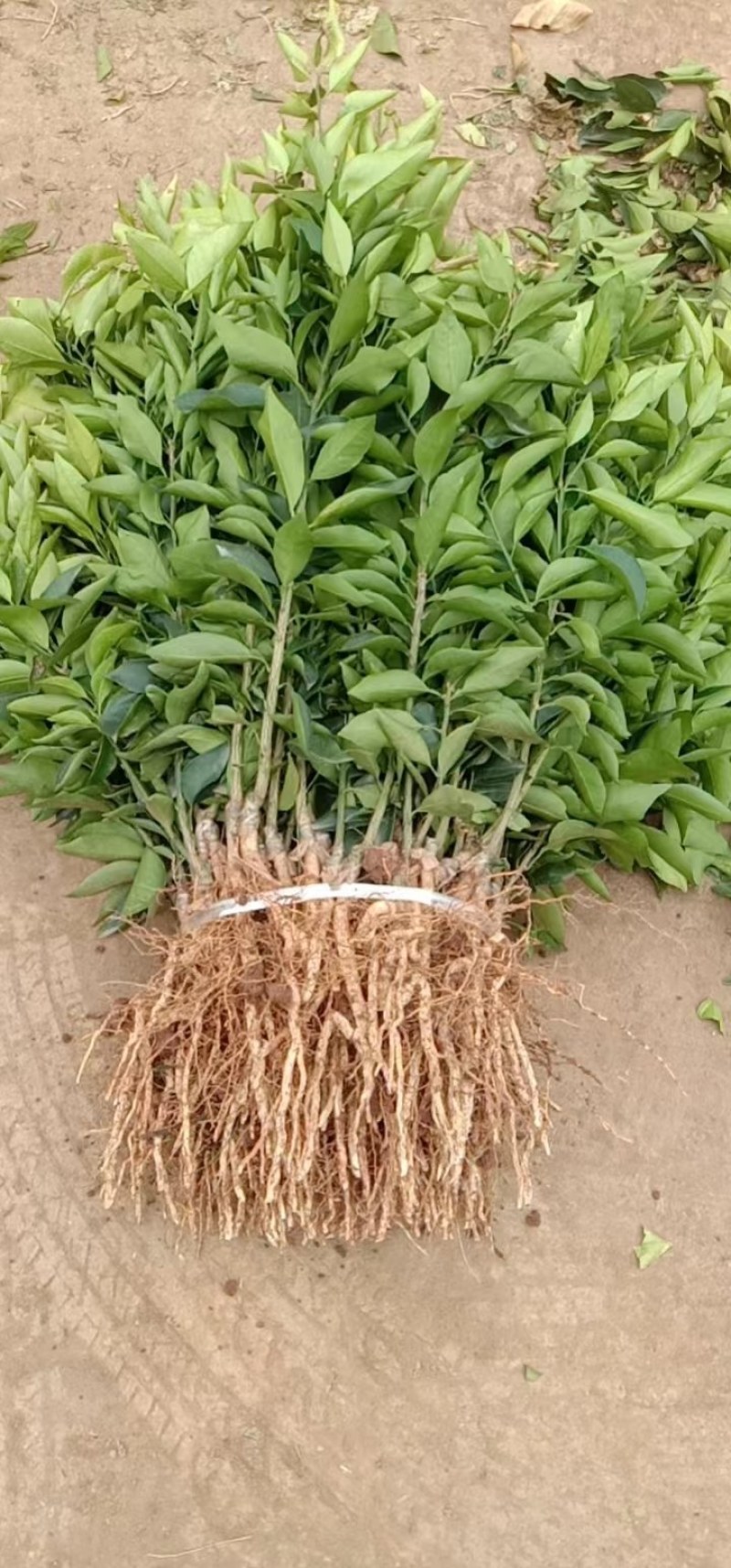 纽荷尔脐橙血橙苗各有特色风味高产易管理欢迎选购
