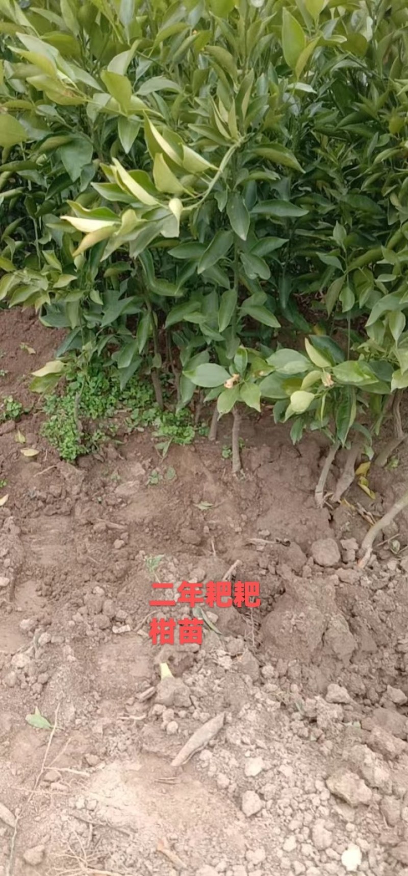 纽荷尔脐橙血橙苗各有特色风味高产易管理欢迎选购