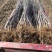 基地嫁接红斯尼克苹果苗早熟品种根系发达