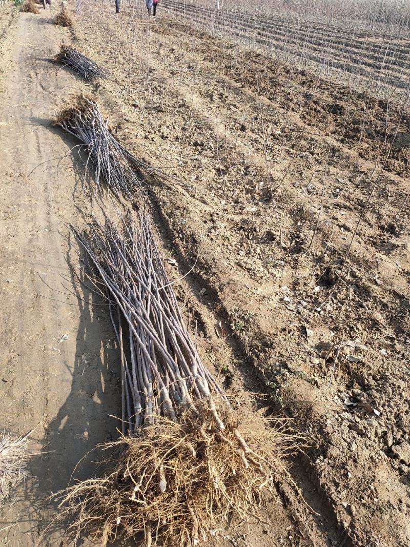 基地嫁接红斯尼克苹果苗早熟品种根系发达