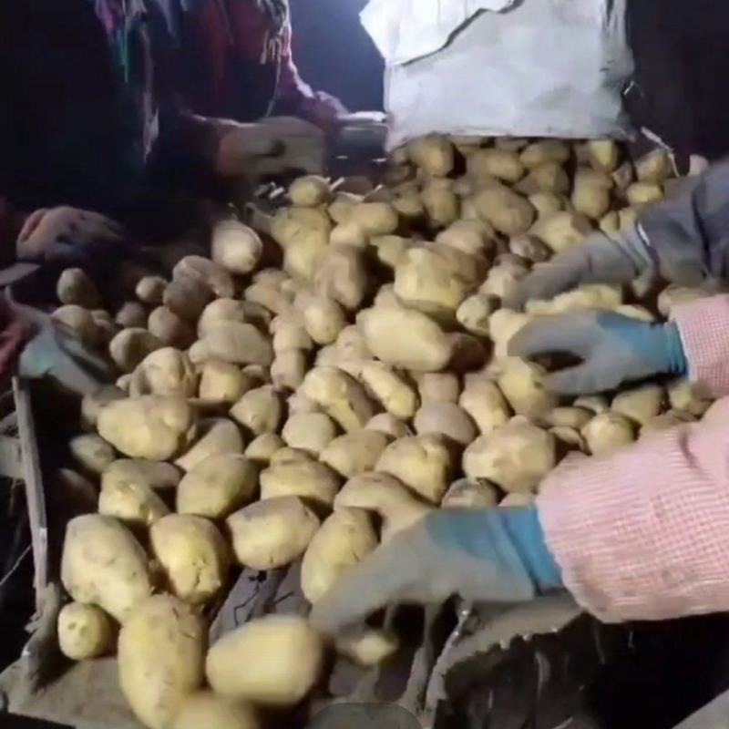 河兰八零六，沃土五，V七，尤金种薯。规格齐全价格实惠