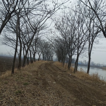 合欢树，