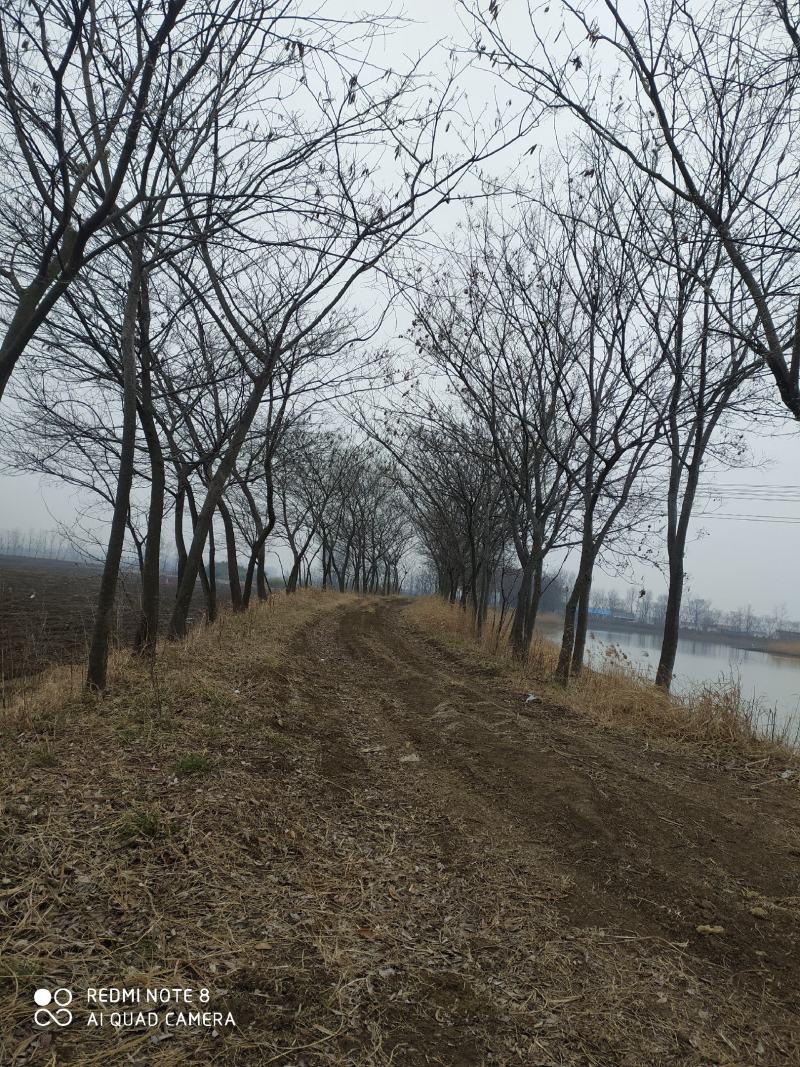 合欢树，