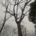 合欢树，