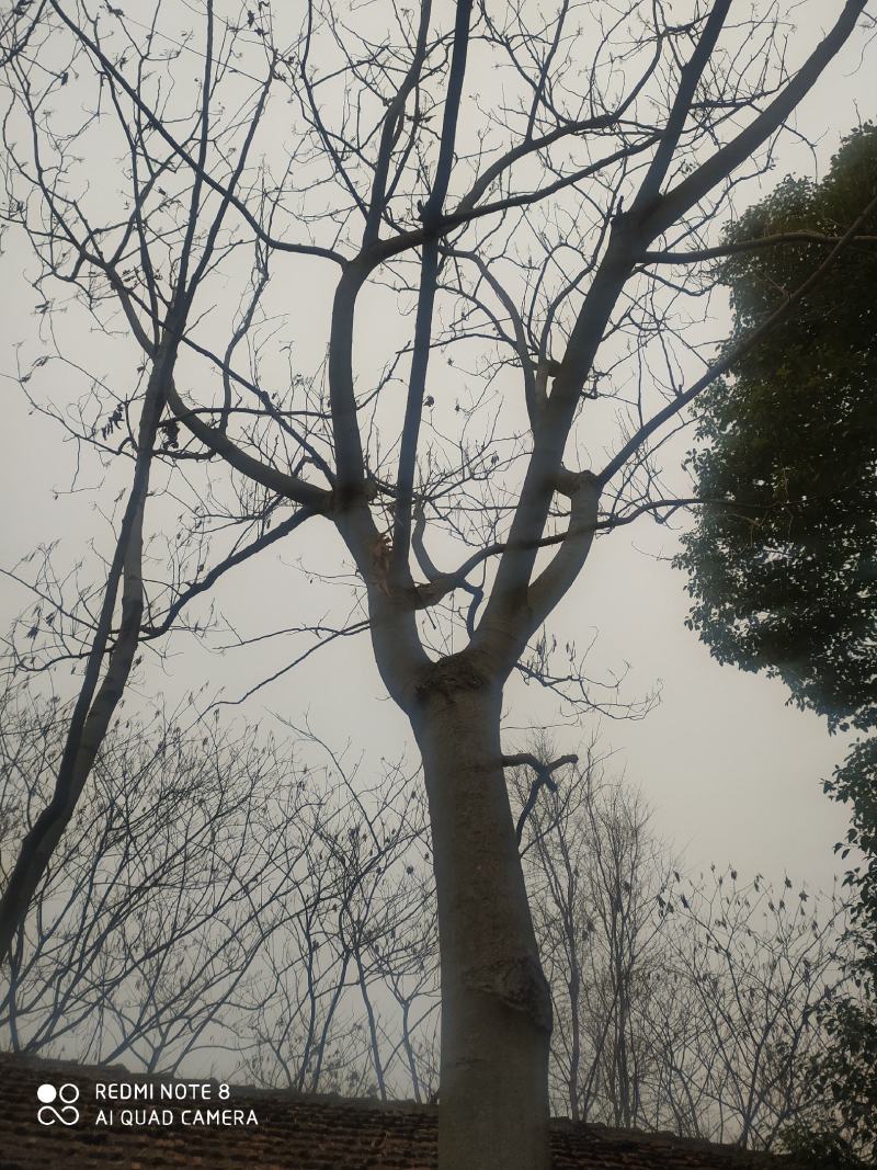 合欢树，