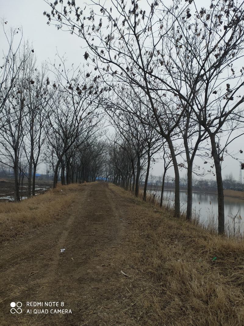 合欢树，