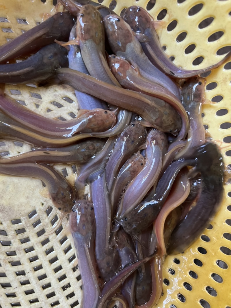 杂交塘角鱼苗，皇妃1号快大好养，苗场直供，技术指导……