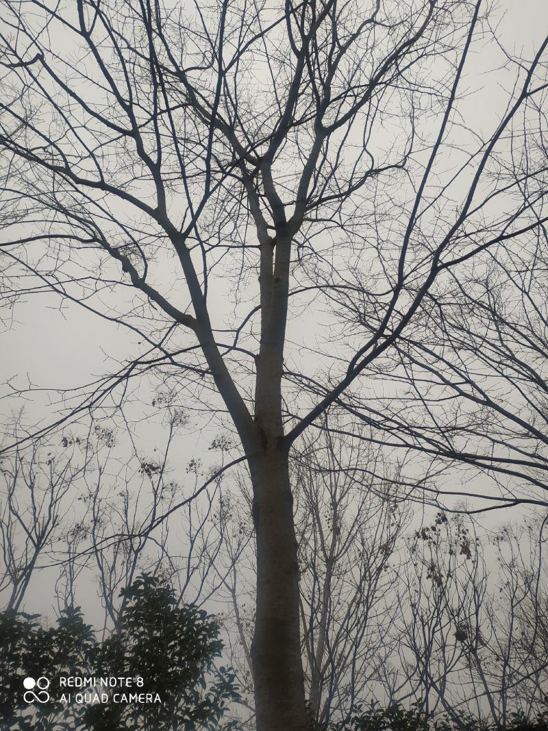 合欢树，