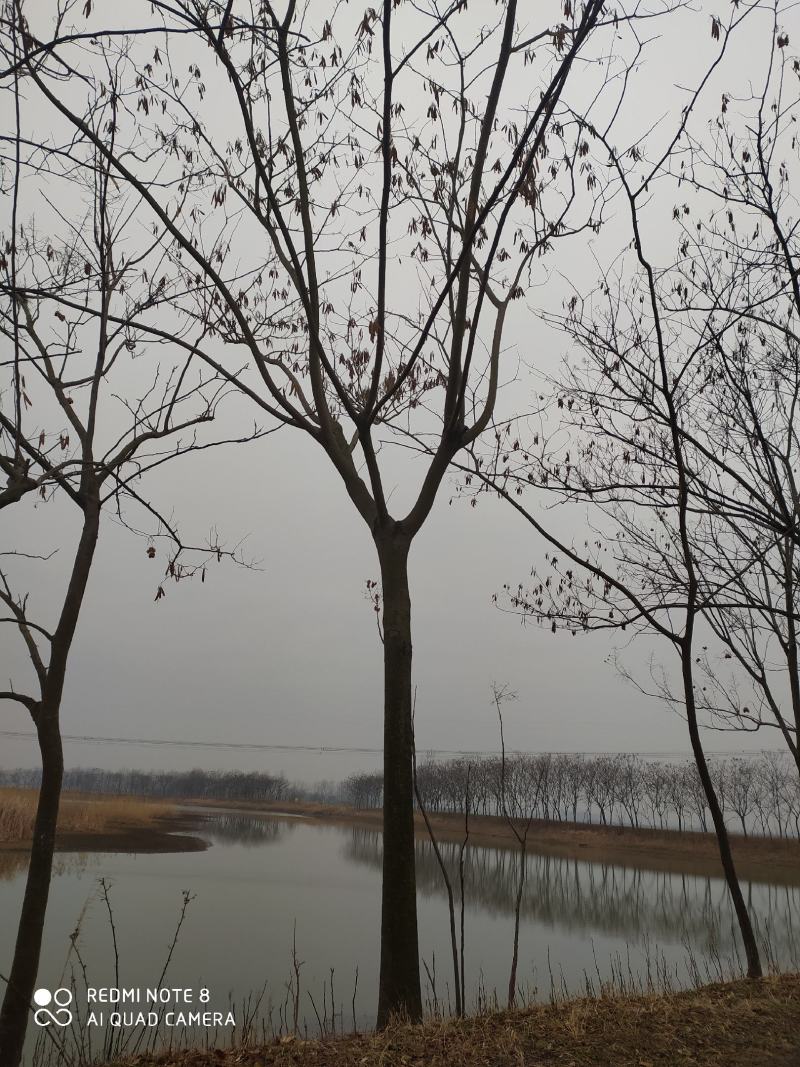 合欢树，