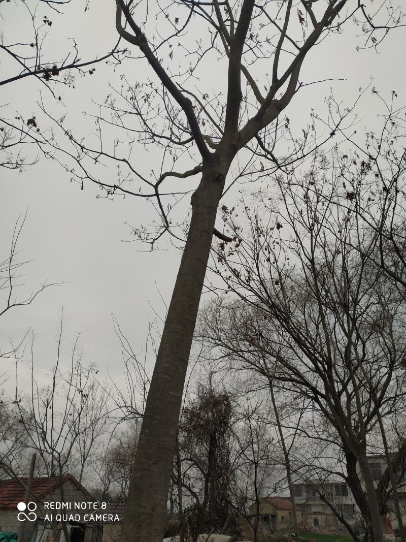 合欢树，